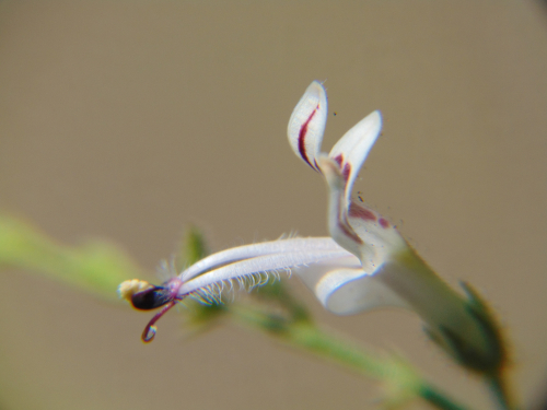Andrographis paniculata (Kalmegh)