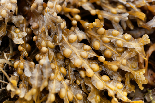 Fucus vesiculosus L. (kelp, blaaswier)